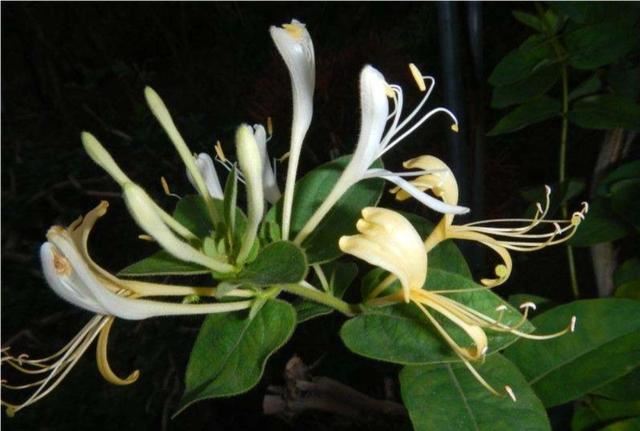 【药用观赏花卉】金银花的繁殖与盆栽管理，金银满盆，黄白相映