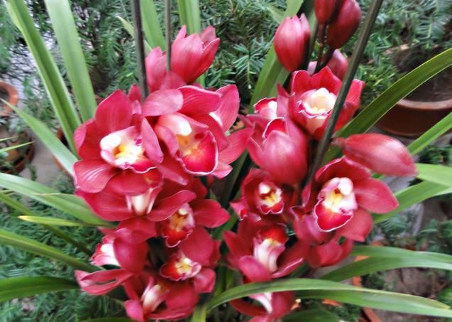 大花蕙兰适用于室内花架、阳台、窗台摆放，花朵硕大娇艳