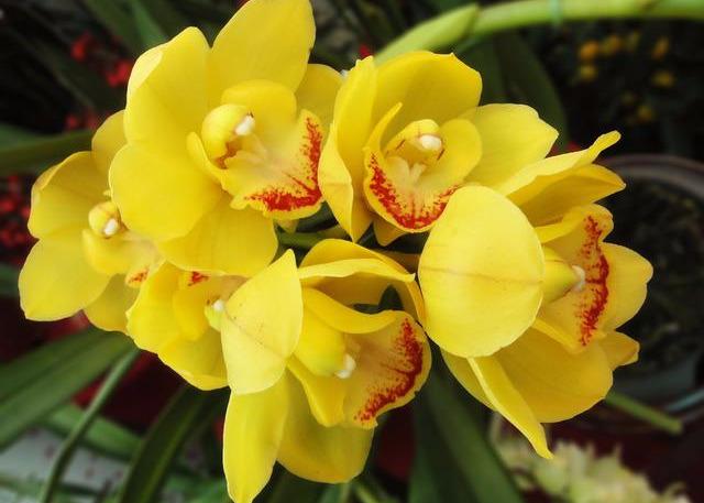 大花蕙兰适用于室内花架、阳台、窗台摆放，花朵硕大娇艳