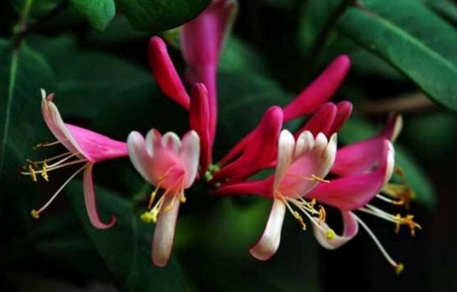 【药用观赏花卉】金银花的繁殖与盆栽管理，金银满盆，黄白相映