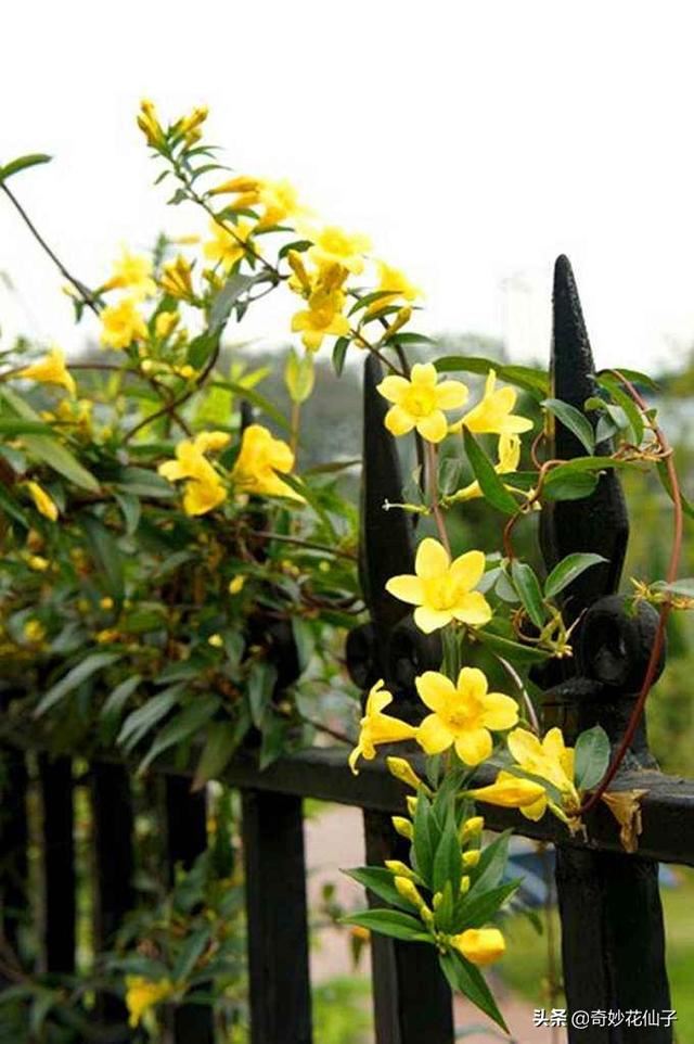 高颜值家居装饰植物｜法国耐寒爬藤花卉香水茉莉花的简单养护方法