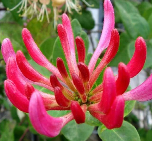 【药用观赏花卉】金银花的繁殖与盆栽管理，金银满盆，黄白相映