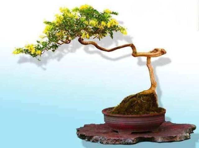 【药用观赏花卉】金银花的繁殖与盆栽管理，金银满盆，黄白相映