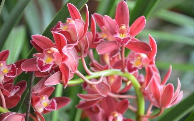 大花蕙兰适用于室内花架、阳台、窗台摆放，花朵硕大娇艳