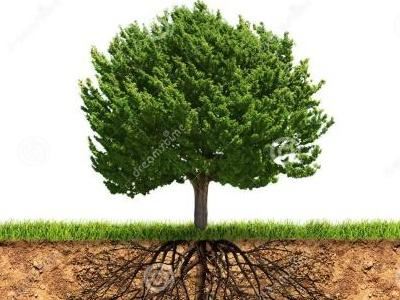 断了主根的树能种活吗