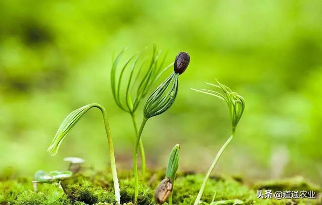 阳春三月催芽正当时，先掌握五个“催芽法”，苗木长得又快又好