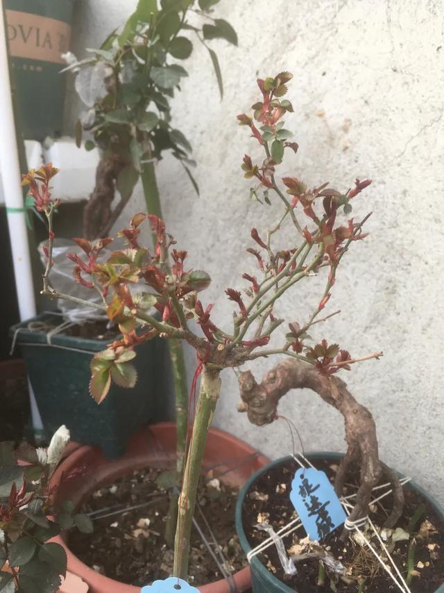 春天来了，月季芽点都萌发了这个时候水肥一定要跟上。