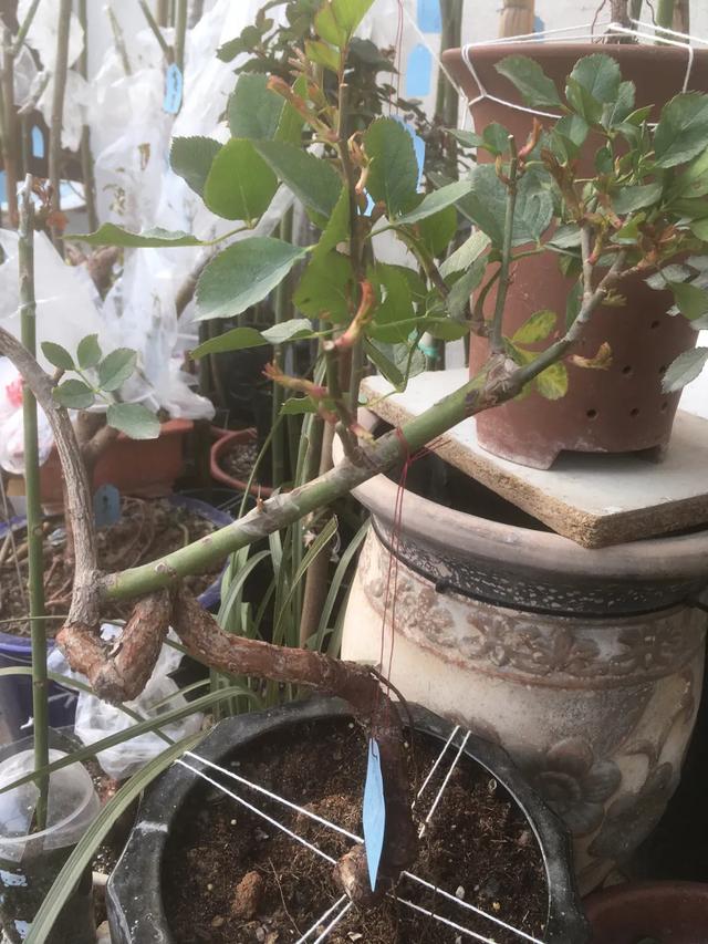 春天来了，月季芽点都萌发了这个时候水肥一定要跟上。