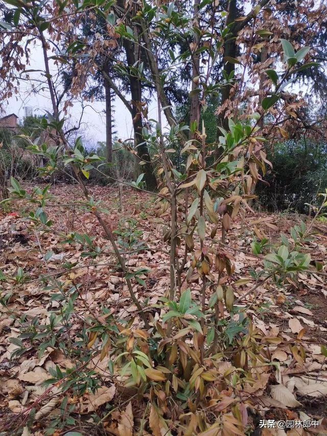 苗木遭受冻害之后，该如何进行补救？掌握好时间和方法很重要