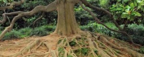 断了主根的树能种活吗