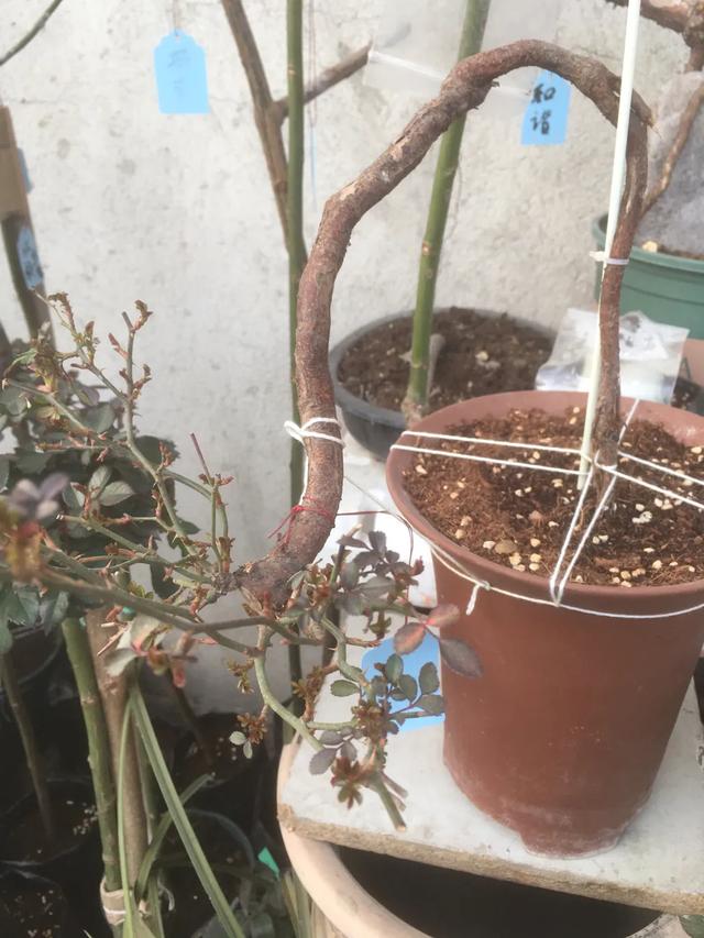 春天来了，月季芽点都萌发了这个时候水肥一定要跟上。