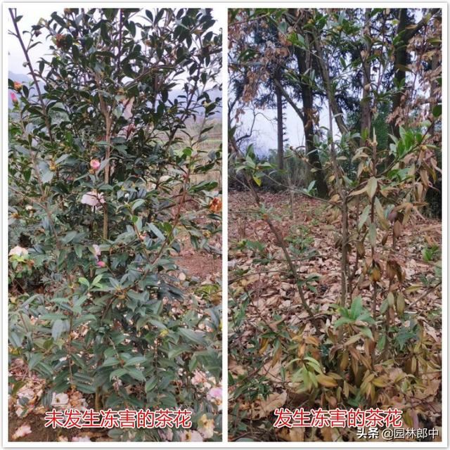 苗木遭受冻害之后，该如何进行补救？掌握好时间和方法很重要