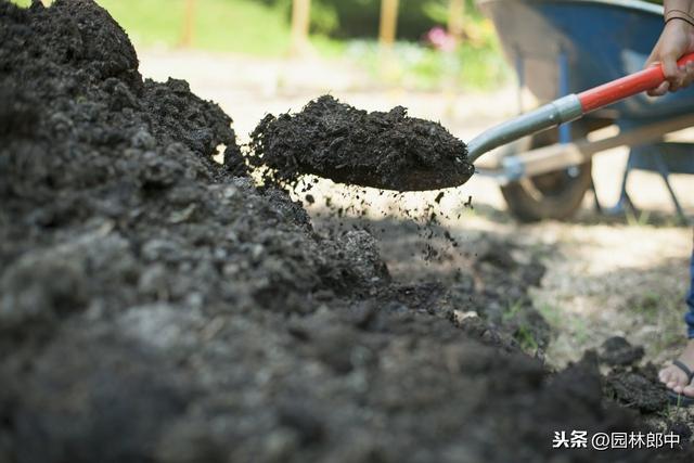 苗木遭受冻害之后，该如何进行补救？掌握好时间和方法很重要