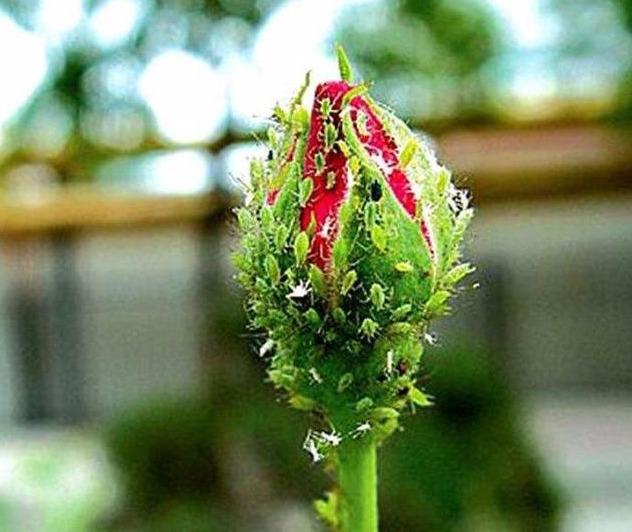月季花苞生了这小虫子，虫小危害可大了，用“它”杀灭很轻松