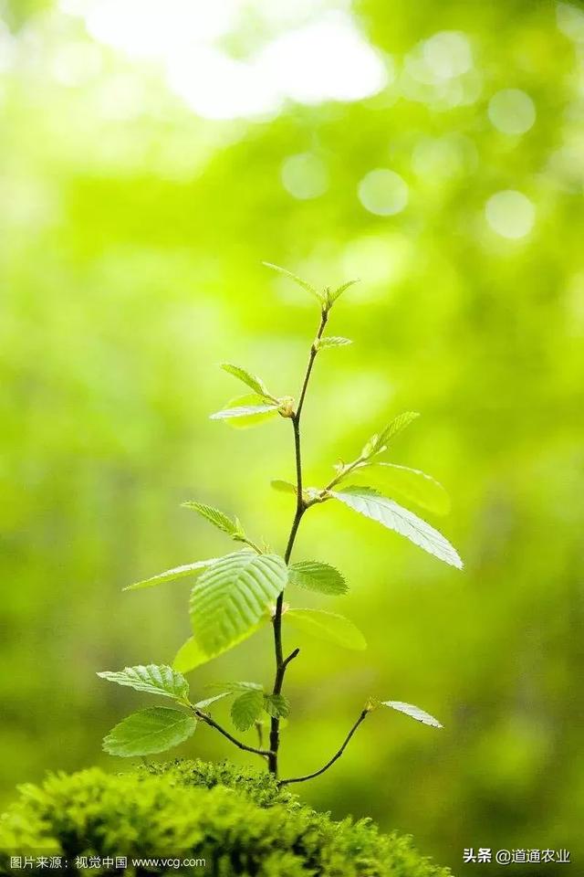 阳春三月催芽正当时，先掌握五个“催芽法”，苗木长得又快又好