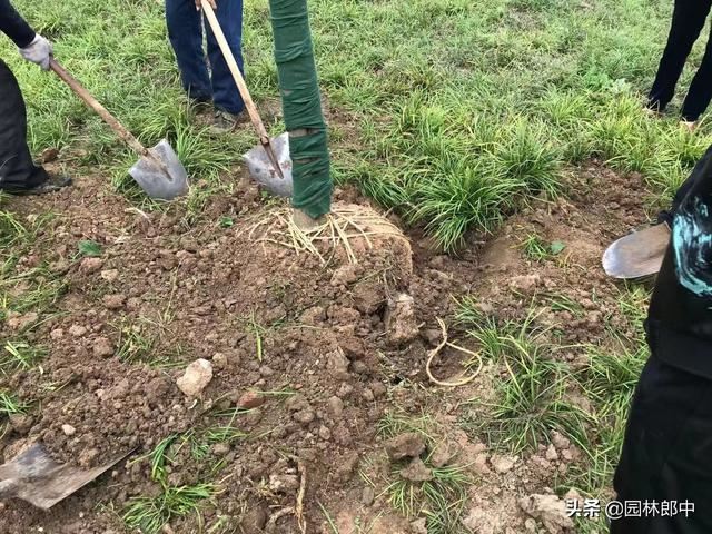 四月份，做好这7点，抓住植物生长恢复期，莫要辜负这大好春光！