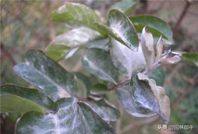 苗木遭受冻害之后，该如何进行补救？掌握好时间和方法很重要