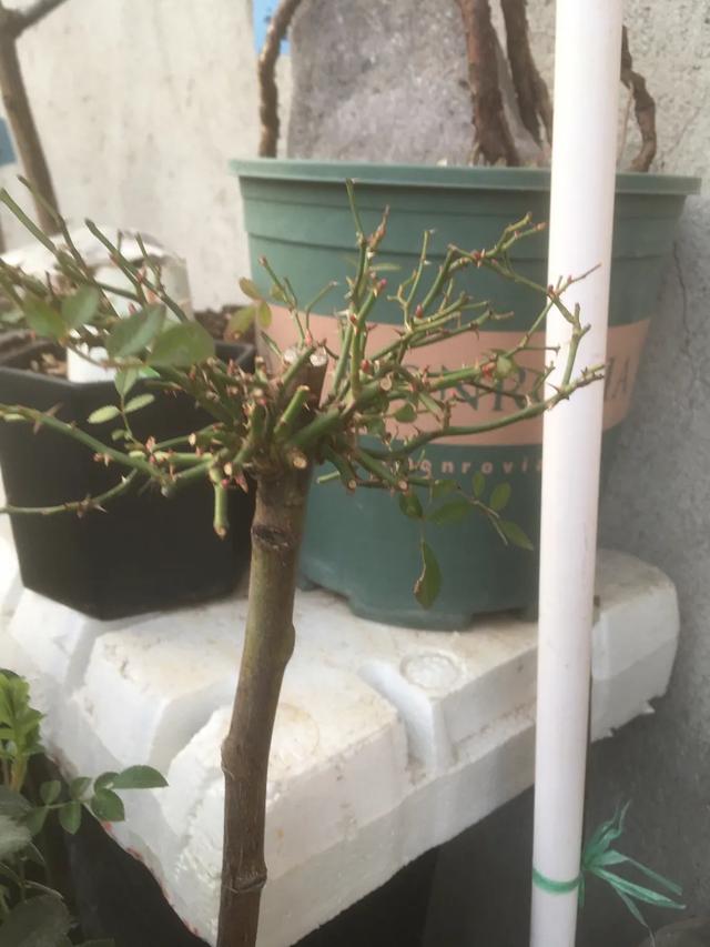 春天来了，月季芽点都萌发了这个时候水肥一定要跟上。