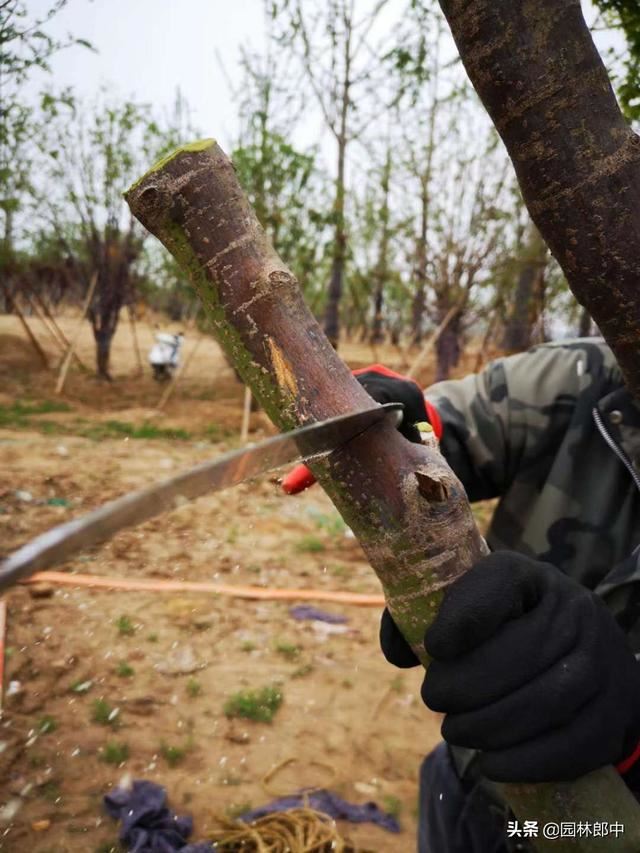 苗木遭受冻害之后，该如何进行补救？掌握好时间和方法很重要