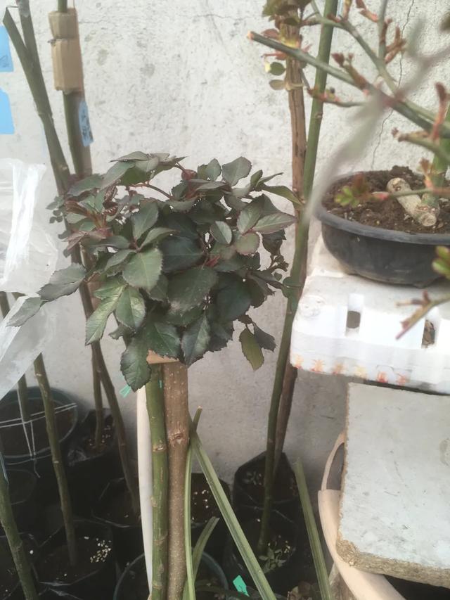 春天来了，月季芽点都萌发了这个时候水肥一定要跟上。