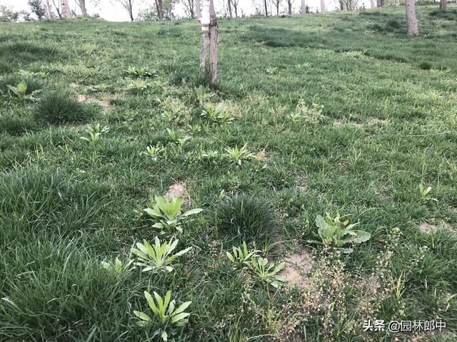四月份，做好这7点，抓住植物生长恢复期，莫要辜负这大好春光！