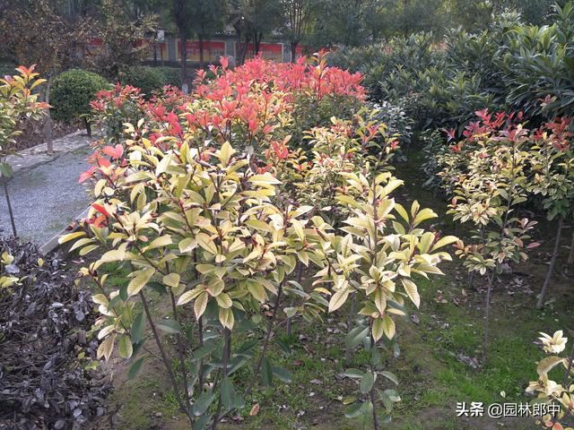四月份，做好这7点，抓住植物生长恢复期，莫要辜负这大好春光！