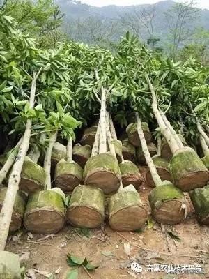 四月春季园林管理，浇水、施肥、病虫害防治一个都不能落下