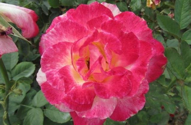 月季花苞生了这小虫子，虫小危害可大了，用“它”杀灭很轻松