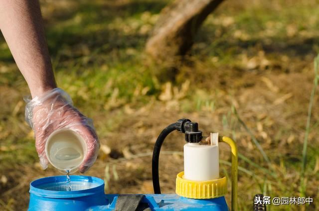 苗木遭受冻害之后，该如何进行补救？掌握好时间和方法很重要