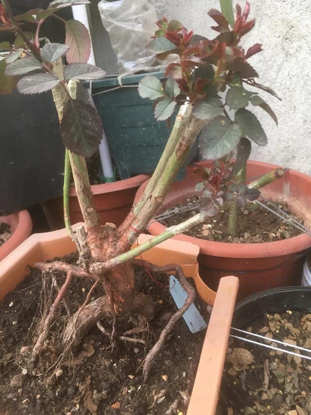 春天来了，月季芽点都萌发了这个时候水肥一定要跟上。