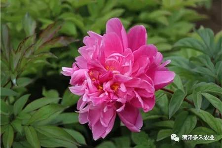 芍药施肥时间和方法，芍药喜欢什么肥料？