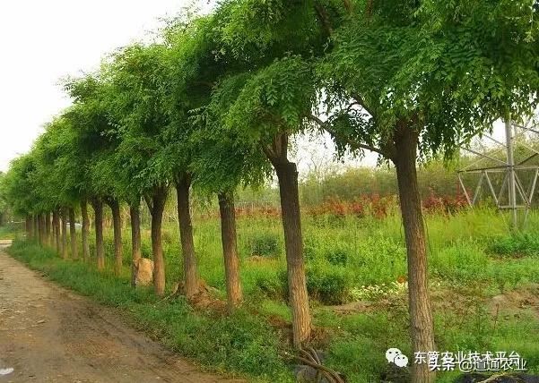 四月春季园林管理，浇水、施肥、病虫害防治一个都不能落下