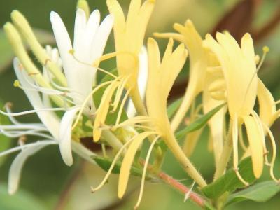 金银花的修剪方法
