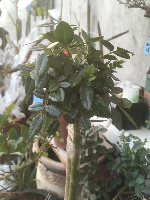 春天来了，月季芽点都萌发了这个时候水肥一定要跟上。