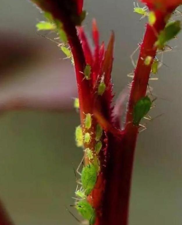 月季花苞生了这小虫子，虫小危害可大了，用“它”杀灭很轻松