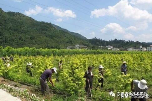 四月春季园林管理，浇水、施肥、病虫害防治一个都不能落下