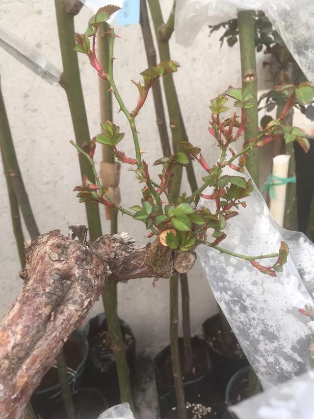 春天来了，月季芽点都萌发了这个时候水肥一定要跟上。