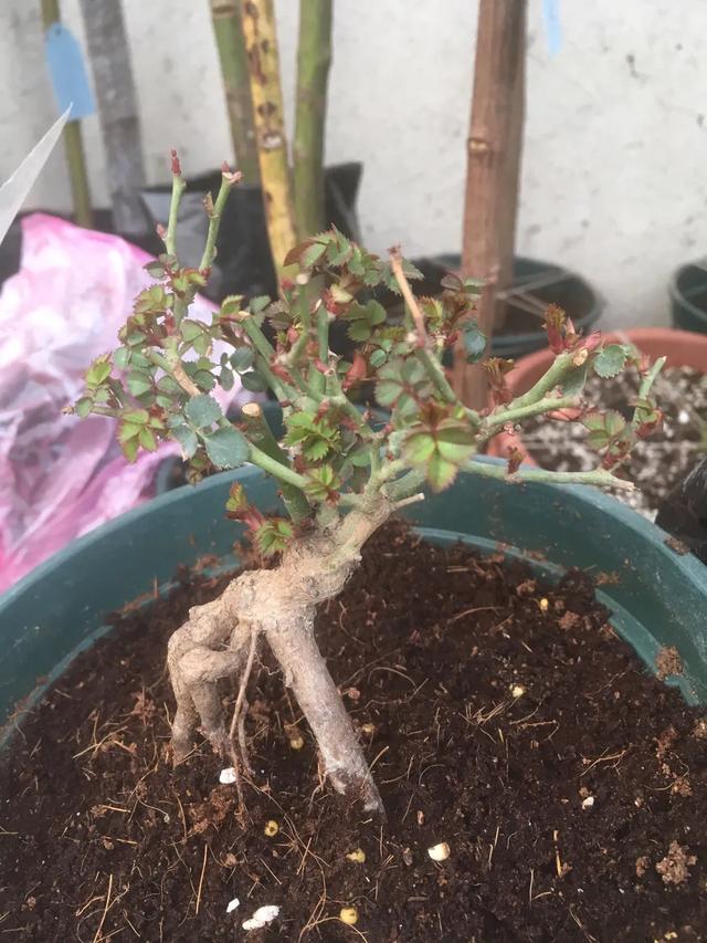 春天来了，月季芽点都萌发了这个时候水肥一定要跟上。