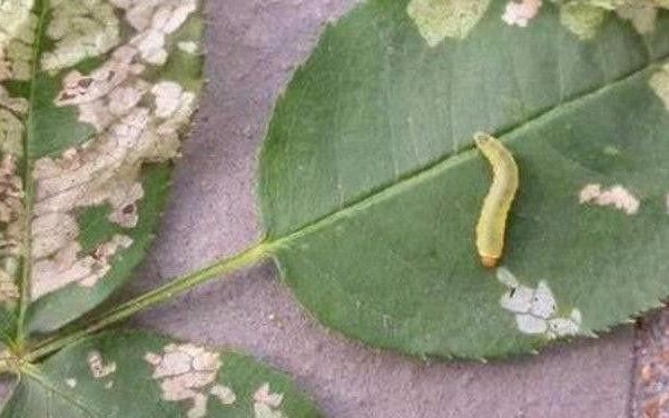 月季花苞生了这小虫子，虫小危害可大了，用“它”杀灭很轻松