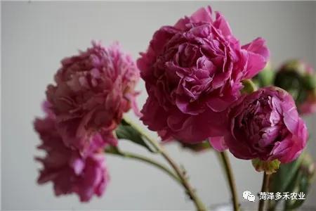 芍药施肥时间和方法，芍药喜欢什么肥料？