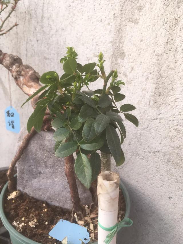 春天来了，月季芽点都萌发了这个时候水肥一定要跟上。