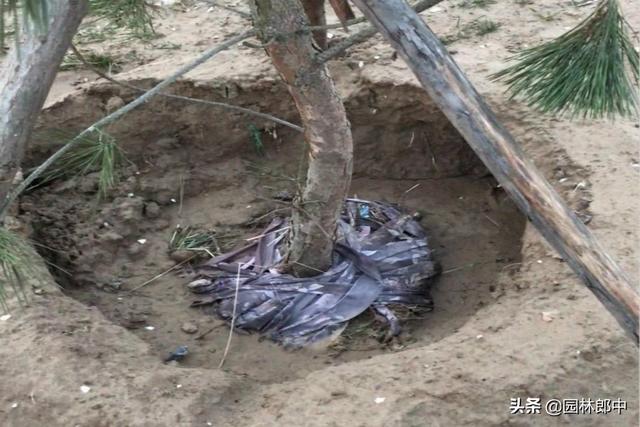 树木移植之后迟迟不发芽，但是枝干内还是新鲜的，怎么回事儿？