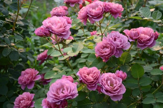 月季在花期真的不能施肥吗？大神们为了月季开花爆盆想尽施肥办法