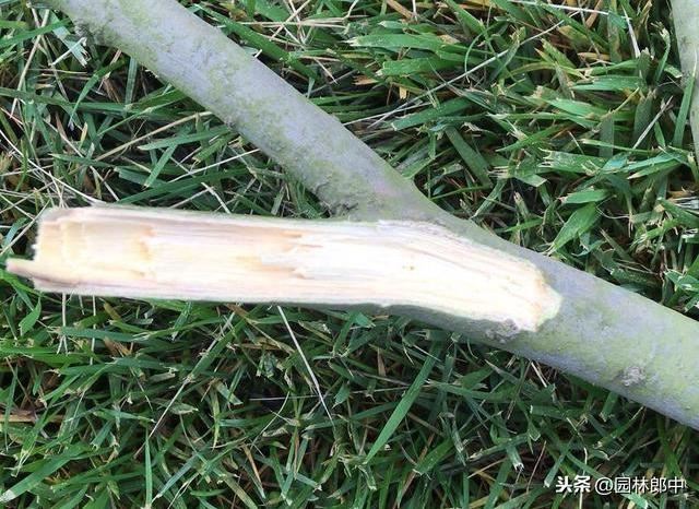 树木移植之后迟迟不发芽，但是枝干内还是新鲜的，怎么回事儿？