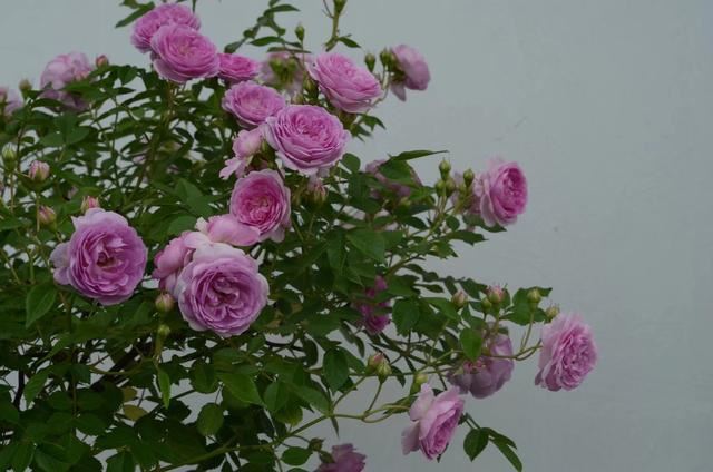 月季在花期真的不能施肥吗？大神们为了月季开花爆盆想尽施肥办法