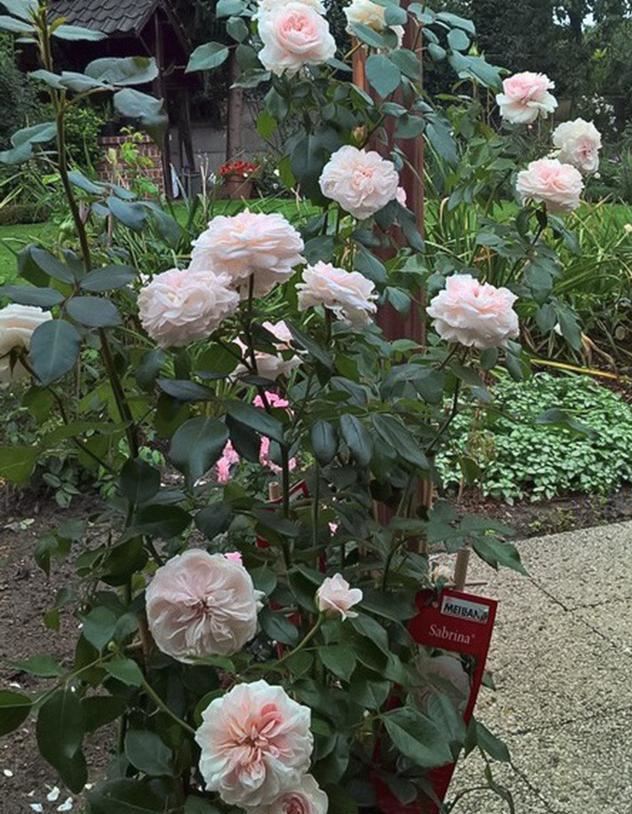 月季萨布丽娜温和的杏粉色，多季节重复开花，花期长