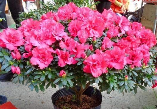 春季养杜鹃花，主要分“2步”，做好了，呼呼长芽，来年花更多