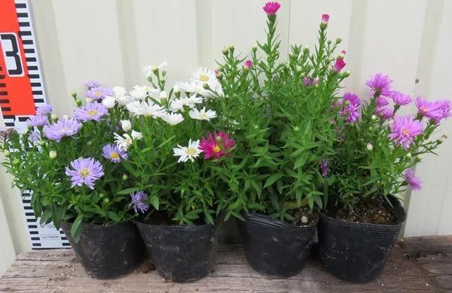 在半阴的窗台上就能不断开花的紫苑花，春暖后就可以买种子培育