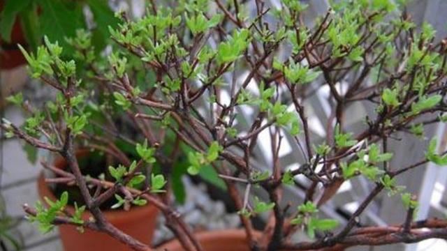 春季养杜鹃花，主要分“2步”，做好了，呼呼长芽，来年花更多