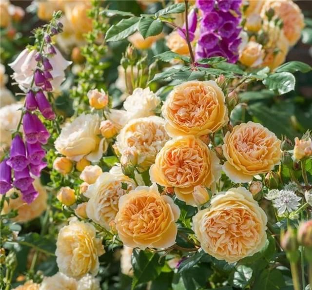 月季春季养护从抹芽开始,舍不得孩子套不着狼,开花多不多就看它 月季春季养护从抹芽开始,舍不得孩子套不着狼,开花多不多就看它